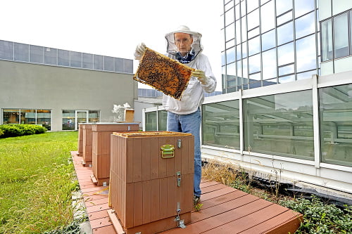 Na streche Auparku  znášajú včely med.