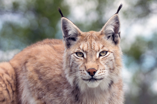 A big experience to go inside the lynx territory at langedrag nature park to make portraits