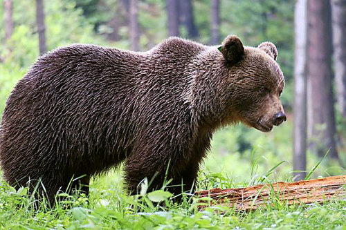 Medveď hnedý - Na jednej strane je plachý, na druhej obrovská šelma, pred ktorou sa treba mať na pozore.