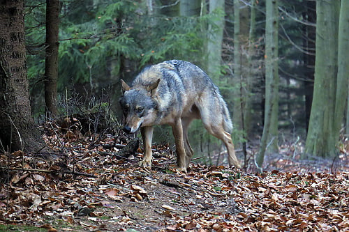 Vlk dravý - Sledovať toto zviera je podľa fotografa veľká záťaž na psychiku.