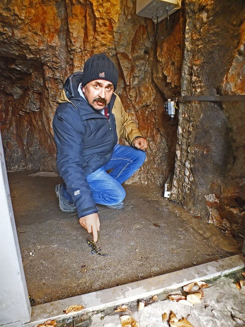 Ján Ambrúž pri vchode do podzemia, kde sa už grupujú chránené salamandry.