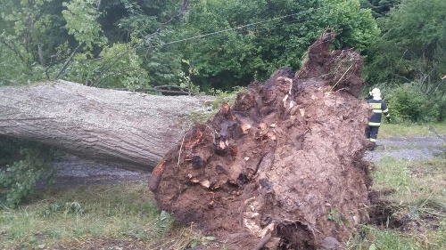 Prevrátený strom v okolí Starého Města v okrese Šumperk.