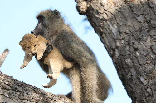 Pavián nesie levie mláďa na strome v Krugerovom národnom parku. 
