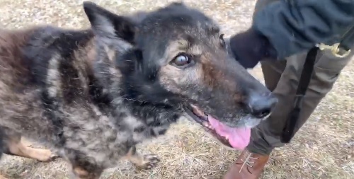 Eliška má už 14 rokov, čím sa stala najstarším aktívnym psom v polícii.