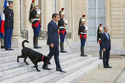 Labrador Nemo a Emmanuel Macron