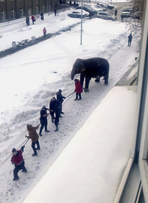 Slony ušli z cirkusu na prechádzku.