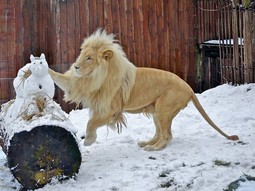 Mladý lev snehuliaka zneškodnil presne miereným úderom. 