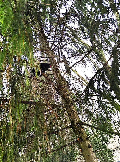 Kohút sedí na konári jedného zo stromov v Martine už niekoľko dní.