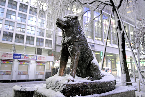 Socha: Pred tokíjskou stanicou legendárnemu psíkovi postavili sochu. 