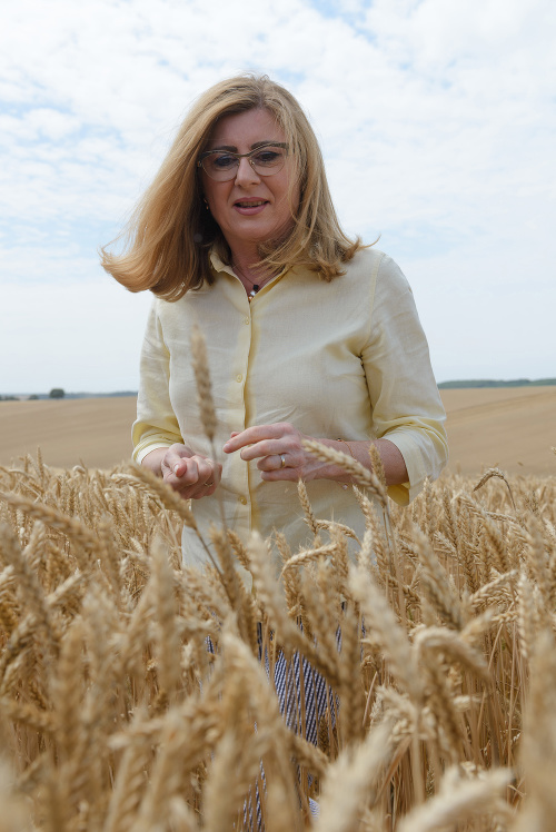 Gabriela Matečná počas žatvy na poli v Pastuchove v okrese Hlohovec.