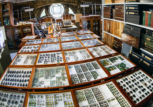 Múzeum v Londýne: V ňom sa Slovenka pomáha starať o jednu z najdôležitejších kolekcií chrobákov na svete.