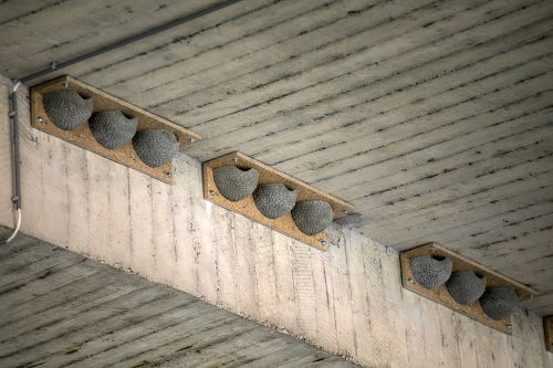 Takéto umelé hniezda pre belorítky osadili v roku 2017 pod Mostom SNP.