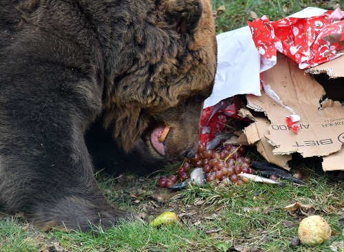 Zvieratká dostali vianočné darčeky, ktoré rozbalili a skonzumovali.