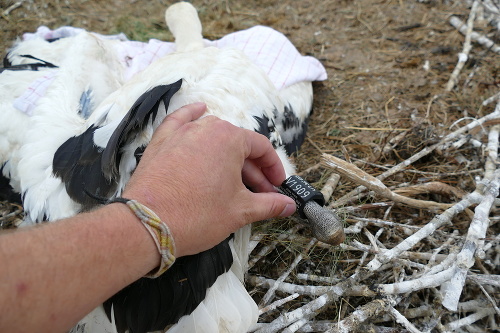 Krúžkovanie mláďat bociana bieleho v obci Mojš pri Žiline.