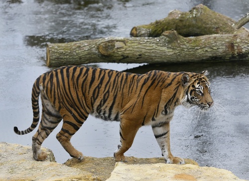 Tigrica Melati na mieste svojim zraneniam podľahla.
