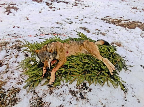 V spravovanom území TANAP-u odstrelili 12 vlkov dravých.