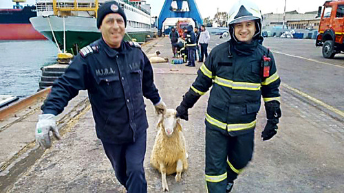 Záchranári našli zatiaľ len 32 oviec.