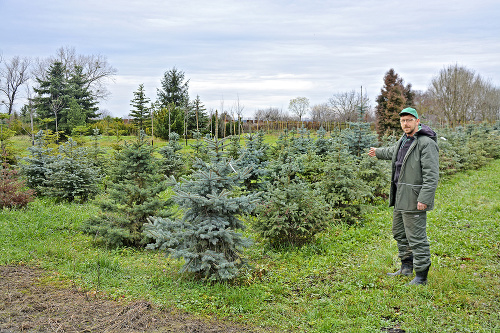 Vedúci záhrad Bernátovce Pterer Ficík ukazuje smreky, ktoré sa vlani použili ako vianočné stromčeky.