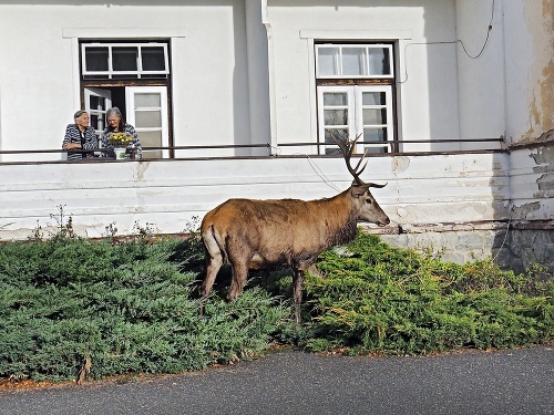 2019 - Jeleň Mišo sa stal maskotom Tatranskej Polianky.