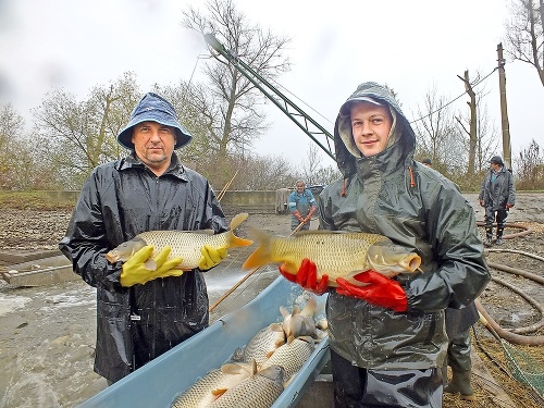 Brigádnik Slavomír Hnát (vľavo)  a zamestnanec farmy Peter Jančík pri výlove kaprov