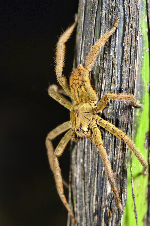 Najjedovatejší pavúk sveta, palovčík brazílsky