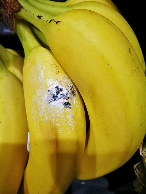 Čitateľ bol z nálezu na banánoch šokovaný.