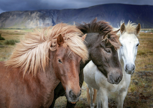 Tieto kone sú známe bujnými hrivami.
