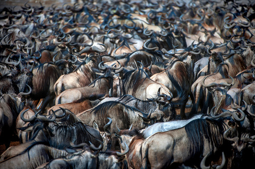 Fotograf zachytil obrovské stádo pakoní presúvajúce sa cez rieku v Keni.