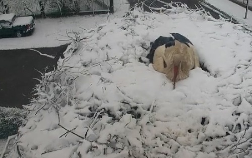 Matka sedela na vajíčkach aj neskôr - v hustom snehu.