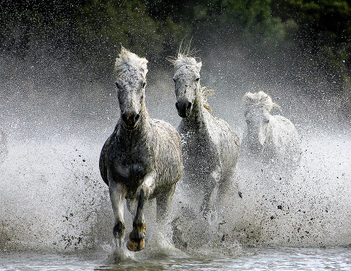 Patricia Kearton zachytila divé kone v južnom Francúzsku.