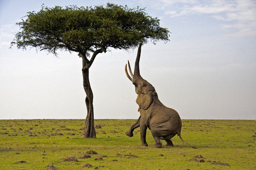 Susan Wilson v Keni  zachytila slona pri jedení.
