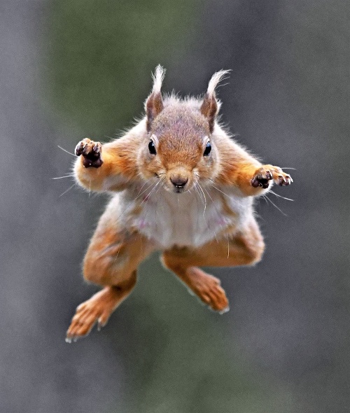 ...veveričke stačia na dokonalý  skok oriešky a hlad.