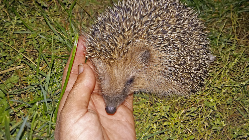 Na ježka natrafila Klaudia vo svojej záhrade. 