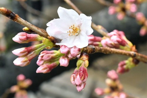 Kvety čerešne rozkvitli v blízkosti šintoistickej svätyne Jasukuni v Tokiu.