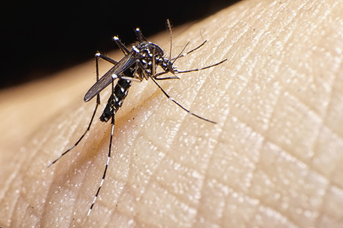 Aedes albopictus mosquito