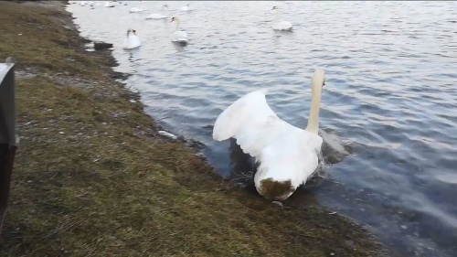OPÄŤ VOĽNÁ: Ochranári labuť vypustili na bratislavskom Draždiaku.