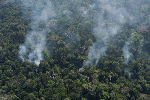Juhoamerický prales predstavuje zelené pľúca planéty, pre Zem bytostne dôležité.
