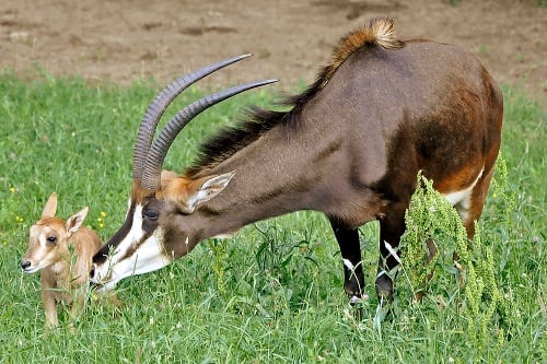 Antilopa Vraná