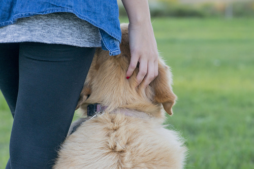 Close-up image of an anonymous woman's hand petting a golden retriever's head in a grassy park outdoors.