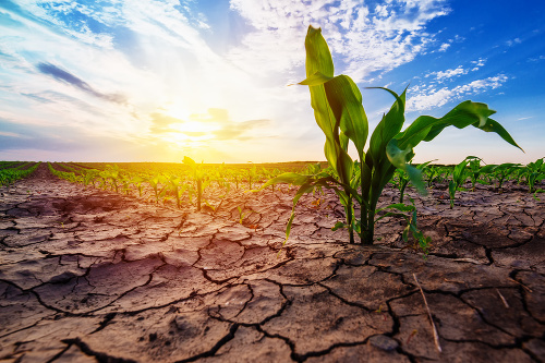 Sucho: Ak klesne nasýtenosť pôdy vodou pod 10 %, poľnohospodárske plodiny hynú.