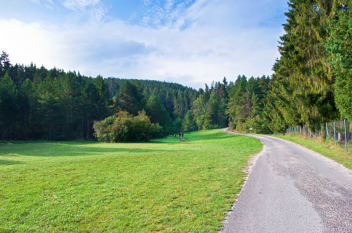 View of a valley in Podlesok in Slovensky Raj, Slovakia. High dark green pines and lush foliage under blue sky with white clouds. Warm morning in September