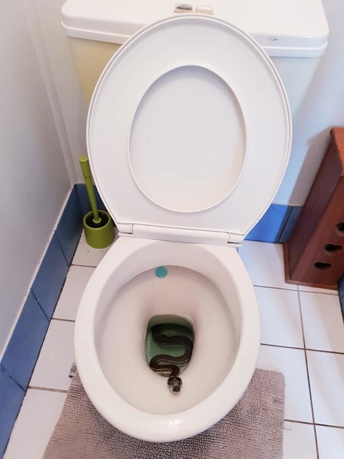 Austrálska rodinka si našla v toalete prekvapenie.