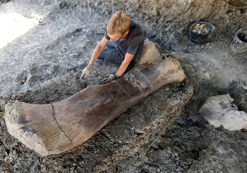  Stehenná kosť sauropoda je však doteraz najväčším nálezom.