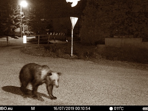 Asi 100-kilový medveď už viac ako 2 týždne chodieva do Očovej. 