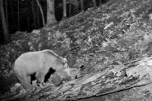 Medvieďatko sa k medvedici malo už po krátkom čase.