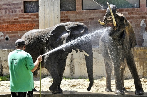 Slon africký: Aby slonovi nebolo teplo, obhadzuje sa pieskom a ovieva sa ušami. 
