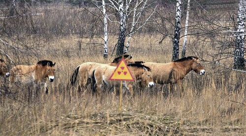 Zvieratá: Do Černobyľu sa vracia život. Na snímke  kone przewalski, ktoré v opustenej zóne voľne žijú. 