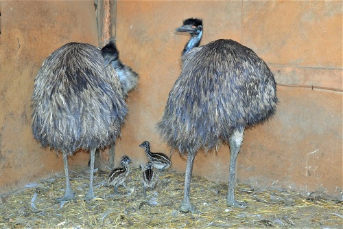 Celkovo majú sedem emu hnedých a tri jedince sú čerstvými prírastkami.
