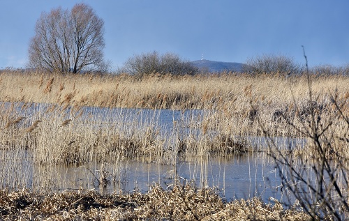 Chránenéom vtáčie územie Medzibodrožie sa nachádza na východe Slovenska. 