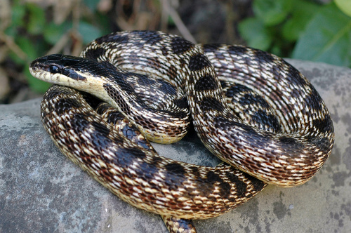 Vedecký tím Univerzity Komenského objavil novy druh hada.